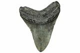 Fossil Megalodon Tooth - South Carolina #324291-1